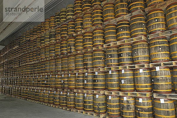 Rumfässer in Rumfabrik  karibischer Rum  Punta Cana  Insel Hispaniola  Dominikanische Republik  Mittelamerika