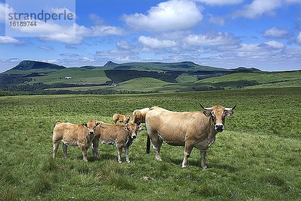 Aubrac-Rinder auf einer Weide  Kühe mit Kälbern  Massif von Sancy  Regionaler Naturpark der Volcans d'Auvergne  Departement Puy de Dome  Auvergne-Rhone-Alpes  Frankreich  Europa