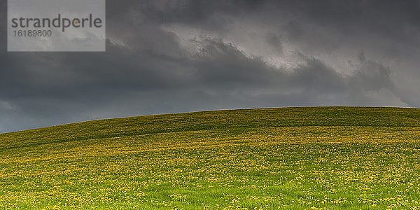 Blühende Löwenzahnwiese (Taraxacum) mit Regenwolken  Naturlandschaft bei Füssen  Ostallgäu  Bayern  Deutschland  Europa