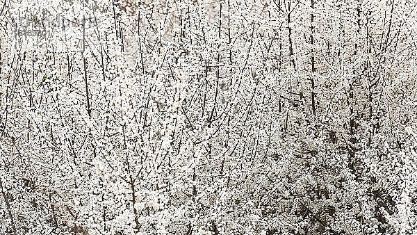 Weiße Blüten an Baum im Frühling  Österreich  Europa