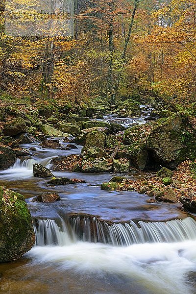Herbst am Fluss Ilse im Harz  Laubfärbung  Herbst  Ilsetal  Nationalpark Harz  Ilsenburg  Sachsen-Anhalt  Deutschland  Europa