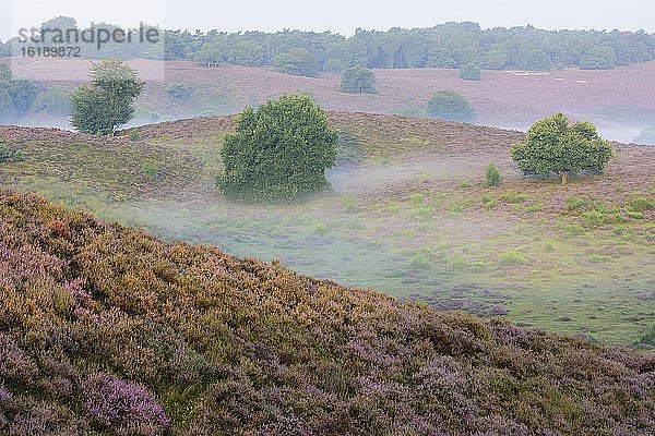 Eiche in blühende Heide mit Nebel in den Tälern  Baum  Heidelandschaft  Nationalpark Veluwezoom  Arnhem  Niederlande  Europa