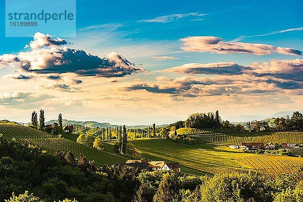 Weinberge im Abendlicht  Südsteiermark  Österreich  Europa