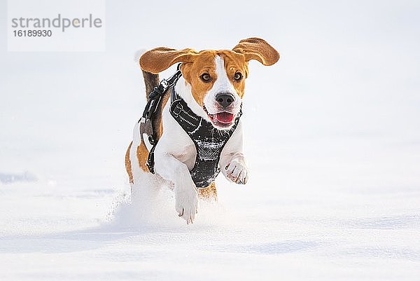 Beagle  Rüde  rennt durch Schnee  Österreich  Europa