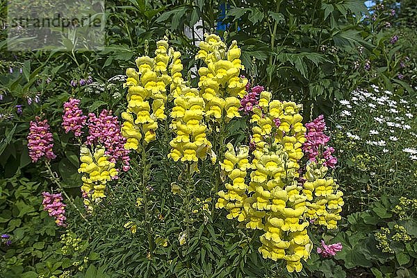 Großes Löwenmaul (Antirrhinum majus)  Mecklenburg-Vorpommern  Deutschland  Europa