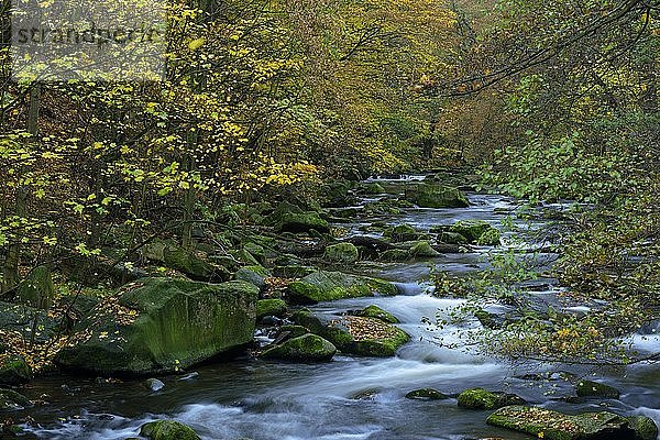 Herbst am Fluss Bode im Harz  Bodetal  Thale  Sachsen-Anhalt  Deutschland  Europa