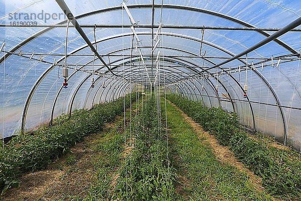 Tomatenpflanzen im Tunnelgewächshaus mit Bewäßerungsanlage  Mecklenburg-Vorpommern  Deutschland  Europa
