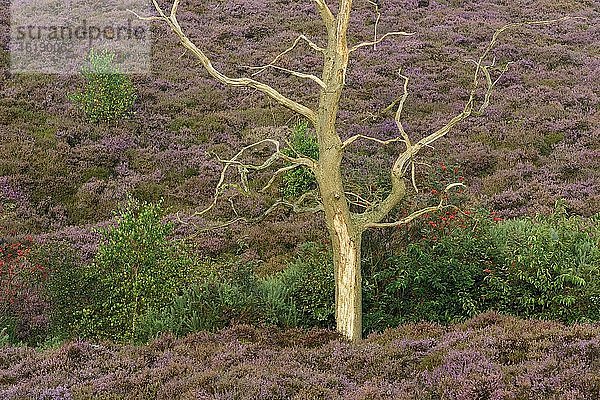 Tote Eiche in blühende Heide  Baum  Heidelandschaft  Nationalpark Veluwezoom  Arnhem  Niederlande  Europa