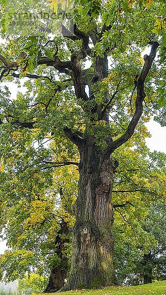 Eiche (Quercus)  Naturdenkmal im Müritz Nationalpark  Baum  Lüttenhagen  Mecklenburg-Vorpommern  Deutschland  Europa