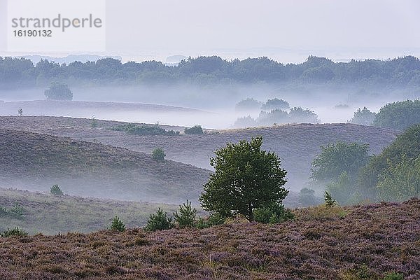 Kiefer in blühende Heide mit Nebel in den Tälern  Baum  Heidelandschaft  Nationalpark Veluwezoom  Arnhem  Niederlande  Europa