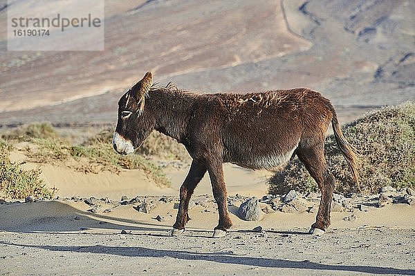 Afrikanischer Esel (Equus africanus asinus) in karger Landschaft  Playa de Cofete  Fuerteventura  Kanarische Inseln  Spanien  Europa