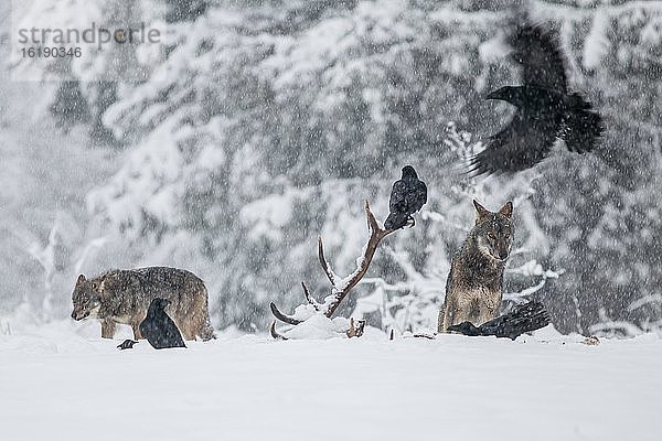 Wolfsrudel (Canis lupus) beobachtet Raben (Corvus corax) beim Fressen des Kadavers  Winter  Schnee  Podkarpackie  Bieszczady-Gebirge  Polen  Europa