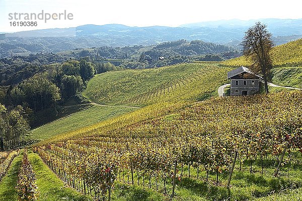 Weingarten mit Landhaus  Weinreben  Südsteirische Weinstraße  Steiermark  Österreich  Europa