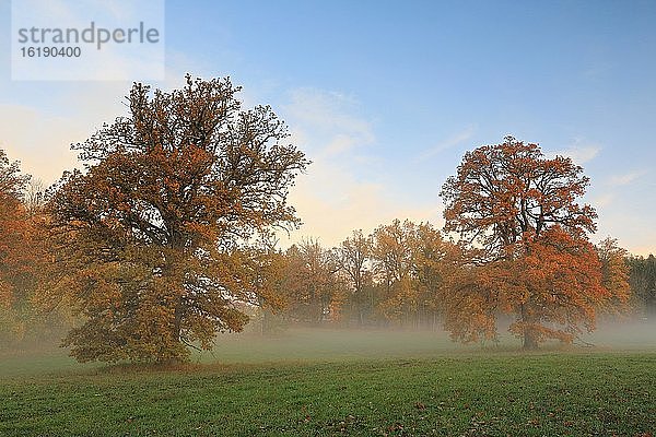 Eiche (Quercus) im Morgennebel  Irndorfer Hardt  Naturpark Obere Donau  Baden-Württemberg  Deutschland  Europa