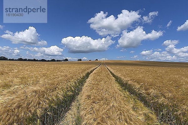 Traktorspuren im reifen Gerstenfeld (Hordeum vulgare)  Mecklenburg-Vorpommern  Deutschland  Europa