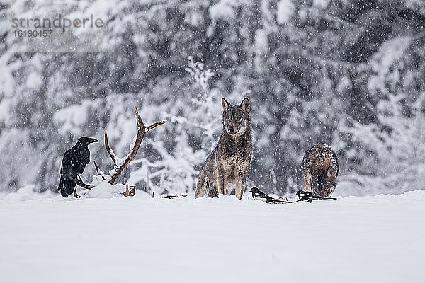 Wolfsrudel (Canis lupus) am Kadaver  Winter  Schnee  Podkarpackie  Bieszczady-Gebirge  Polen  Europa