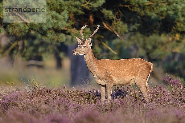 Spießer eines Rothirsches (Cervus elaphu) in blühender Heide  Nationalpark Hooge Veluve  Hoenderloo  Niederlande  Europa