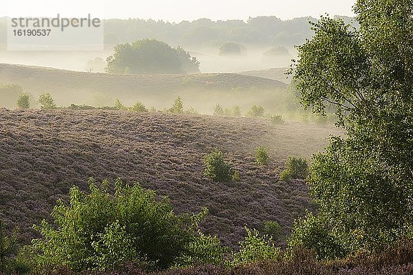 Blühende Heide mit Nebel in den Tälern  Birke  Heidelandschaft  Nationalpark Veluwezoom  Arnhem  Niederlande  Europa