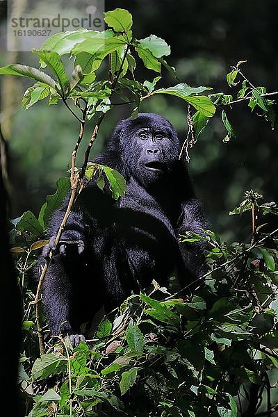 Berggorilla (Gorilla beringei beringei) Primaten (Anthropoidea ) sitzt auf Baum  Säeugetiere  Regenwald  Kibale NP  Uganda  Ostafrika  Afrika