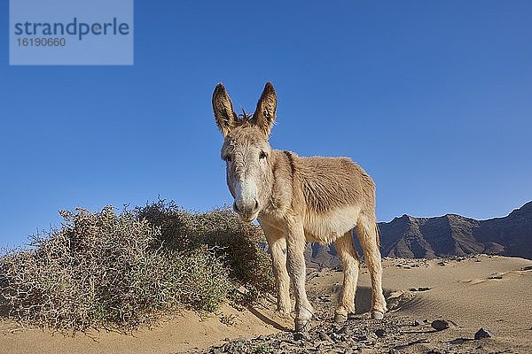 Afrikanischer Esel (Equus africanus asinus) am Strand  Playa de Cofete  Fuerteventura  Kanarische Inseln  Spanien  Europa