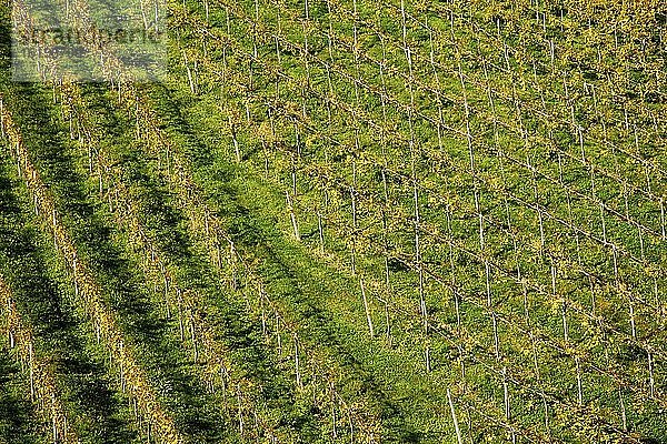 Weingarten  Weinreben  Südsteirische Weinstraße  Steiermark  Österreich  Europa