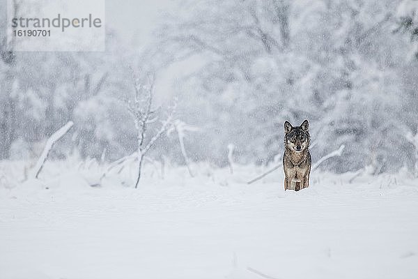 Ein Wolf (Canis lupus) auf einer Wiese in winterlicher Umgebung  Bieszczady  Polen  Europa