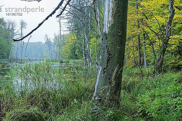 Schweingartensee im UNESCO-Weltnaturerbe Buchenwald Serrahn im Herbst  Nationalpark Müritz  Carpin  Mecklenburg-Vorpommern  Deutschland  Europa