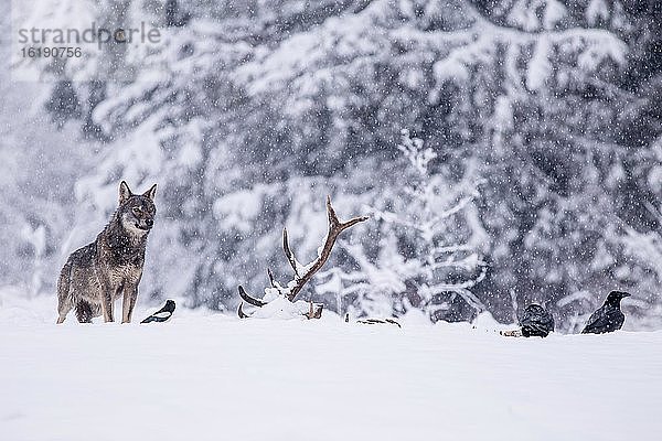 Wolf (Canis lupus) beobachtet Raben (Corvus corax) beim Fressen des Kadavers  Winter  Schnee  Podkarpackie  Bieszczady-Gebirge  Polen  Europa