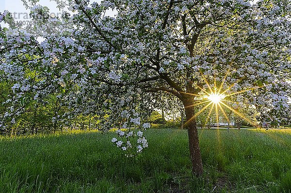 Blühender Apfelbaum im Abendlicht  Sonne  Vechta  Niedersachsen  Deutschland  Europa