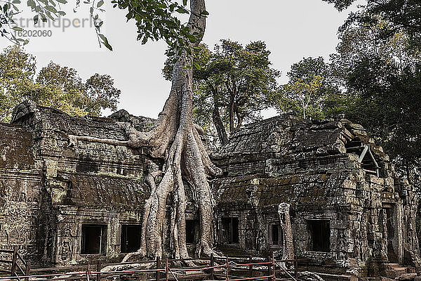 Ruinen mit überwuchertem Baum  Ta Prohm  Angkor Wat  Siem Reap  Kambodscha  Südostasien