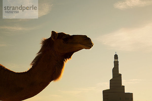 Kamel und Minarett des Islamischen Kulturzentrums (Fanar)  Doha  Katar