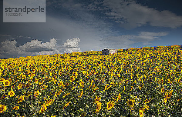 Sonnenblumen im Feld  Valensole  Provence  Frankreich