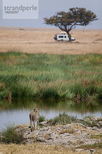 Gepard stehend an der Wasserstelle