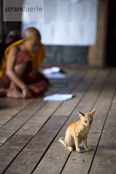 Katze und junger buddhistischer Mönch im Kloster  Inle-See  Shan-Staat  Myanmar