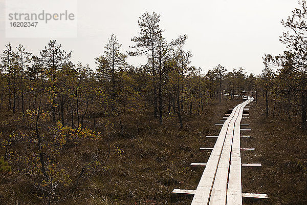 Erhöhter Gehweg im Kemeri-Nationalpark  Lettland