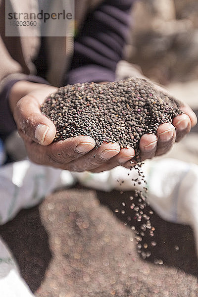 Männliche Hände halten schwarze Quinoa  Salar de Uyuni  Südliches Antiplano  Bolivien  Südamerika