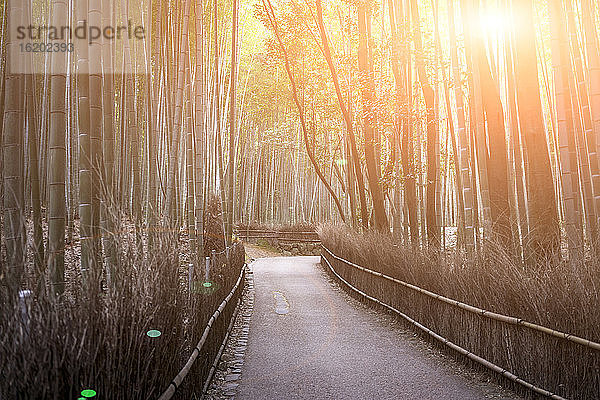 Sagano-Bambuswald  Kyoto  Japan