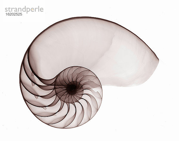 Röntgenbild einer Nautilus-Muschel