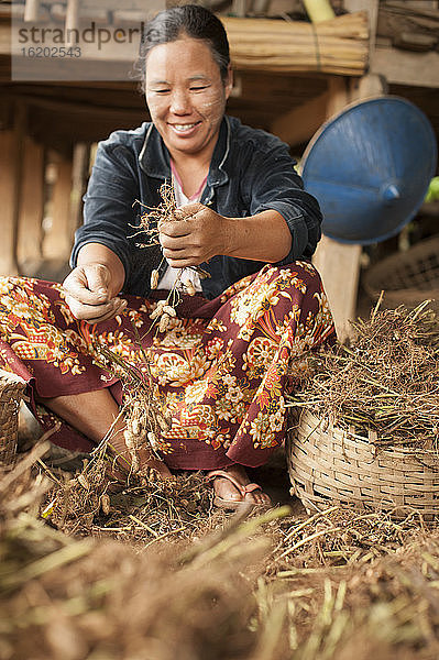 Mittlere erwachsene Frau bei der Erdnussernte  Shan-Staat  Keng Tung  Birma