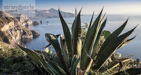 Pflanze auf felsiger Klippe mit Blick auf das Meer