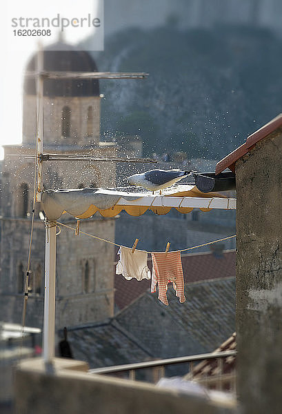 Vogel putzt sich auf dem Dach  Dubrovnik  Kroatien