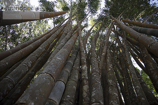 Hoch aufragende Bäume Wat Phra That Doi Suthep  Chiang Mai  Thailand