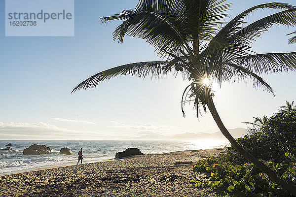 Playa los Angeles in der Morgendämmerung  Strand mit einer schiefen Palme und Felsen im Meer.