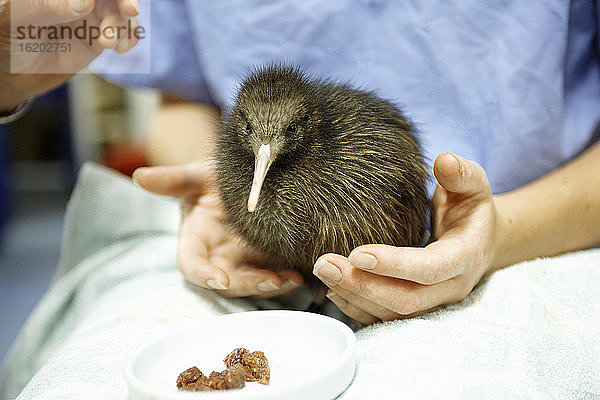 Junger Kiwi-Vogel  der in einer Auffangstation gepflegt wird  Auckland  Neuseeland