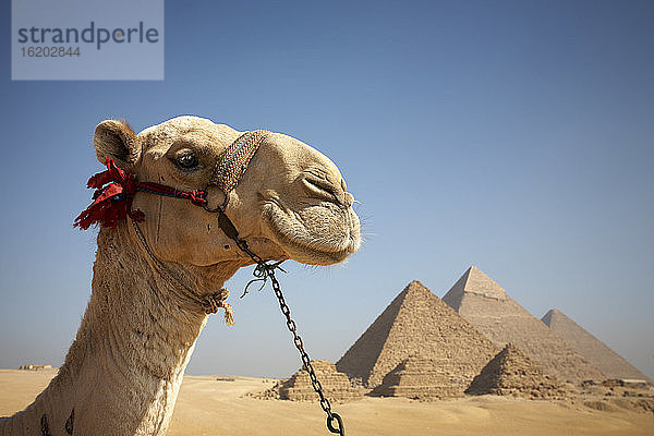 Porträt eines Kamels vor den Pyramiden von Gizeh  Ägypten