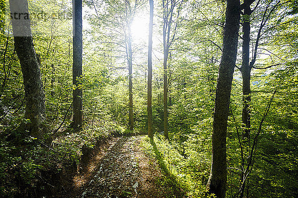 Waldweg  Pecina Megara bei Tarcin  Bosnien und Herzegowina
