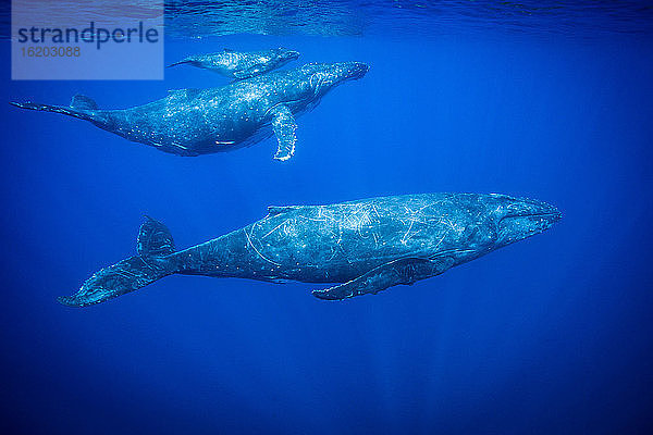 Buckelwale schwimmen unter Wasser