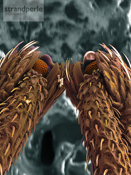 REM-Aufnahme der Beine eines Rüsselkäfers
