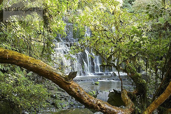 Blick auf einen Wasserfall durch Laubwerk  Neuseeland