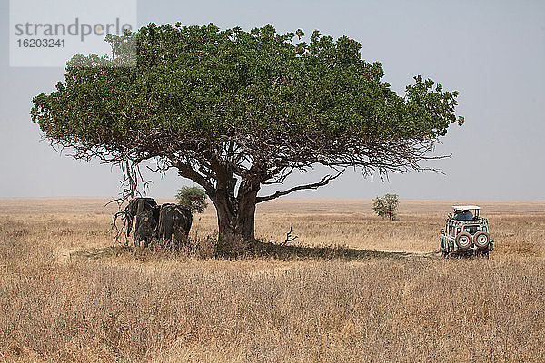 Elefanten stehen im Schatten eines Baumes
